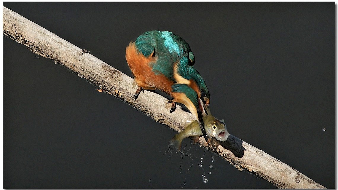 IJsvogel - foto van Johnny Polman