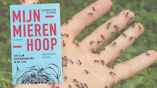 Mijn mierenhoop