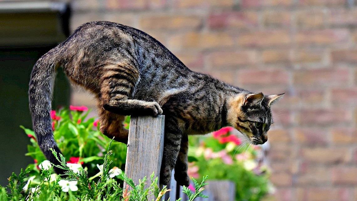 team Uitdaging kleding Buur)katten weren uit de tuin - Naober Magazine