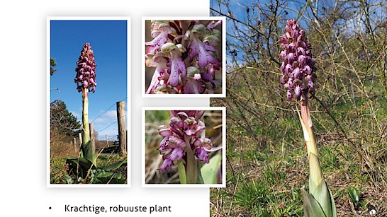 Kleine orchideeëngids