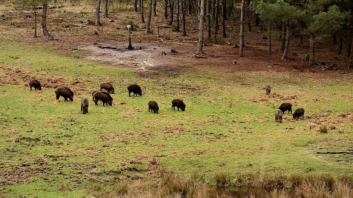 Wild spotten op de Veluwe - Hazenbergen
