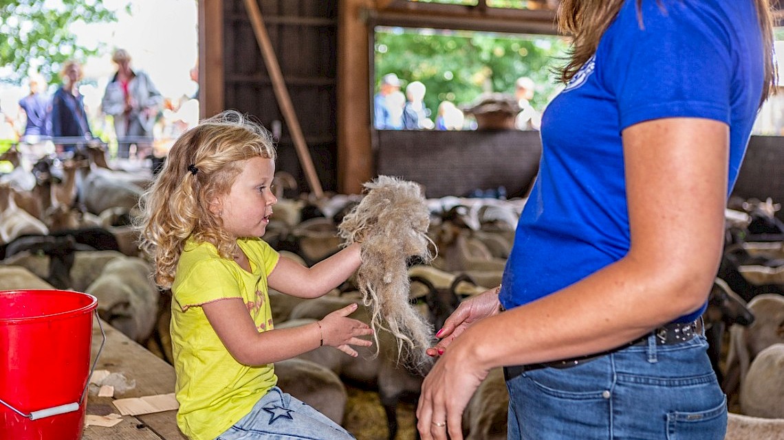 Herders van Balloo: Schapenscheerdersfestival & Wolfeest