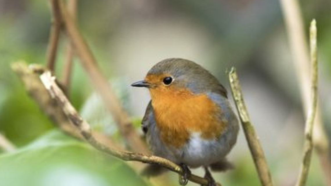 Vroege vogels landgoed Staverden