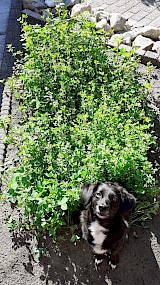 Langzaamaan komen de bloemetjes tevoorschijn. Onze hond ging er mooi trots voor zitten toen ik een foto wilde maken. (geüpload door Karin Weidekamp)