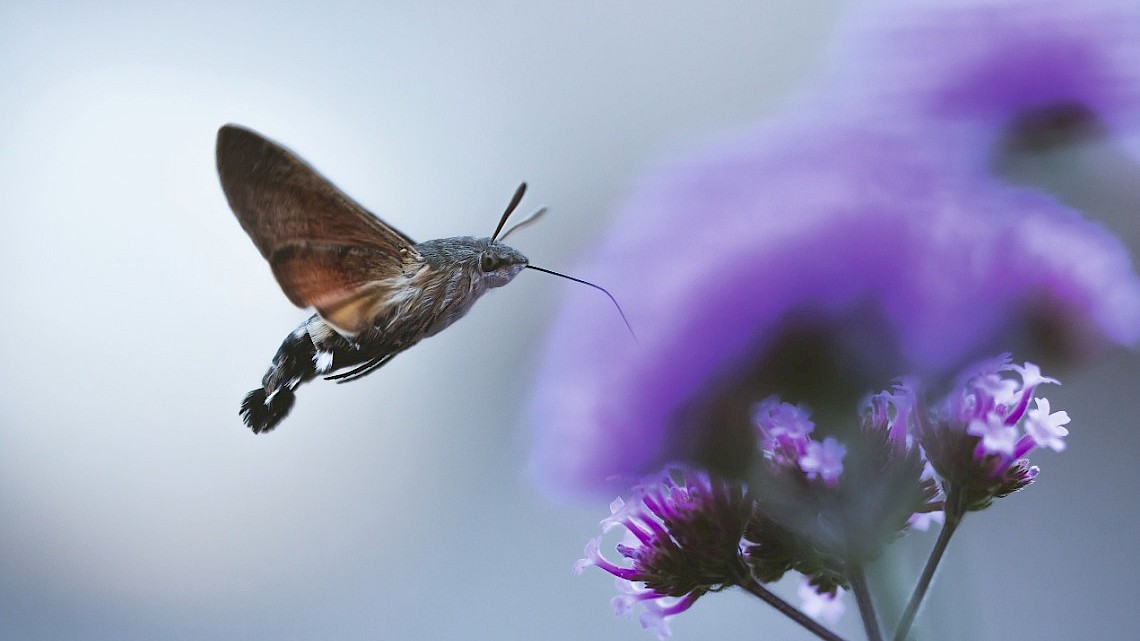 Een kolibrievlinder
