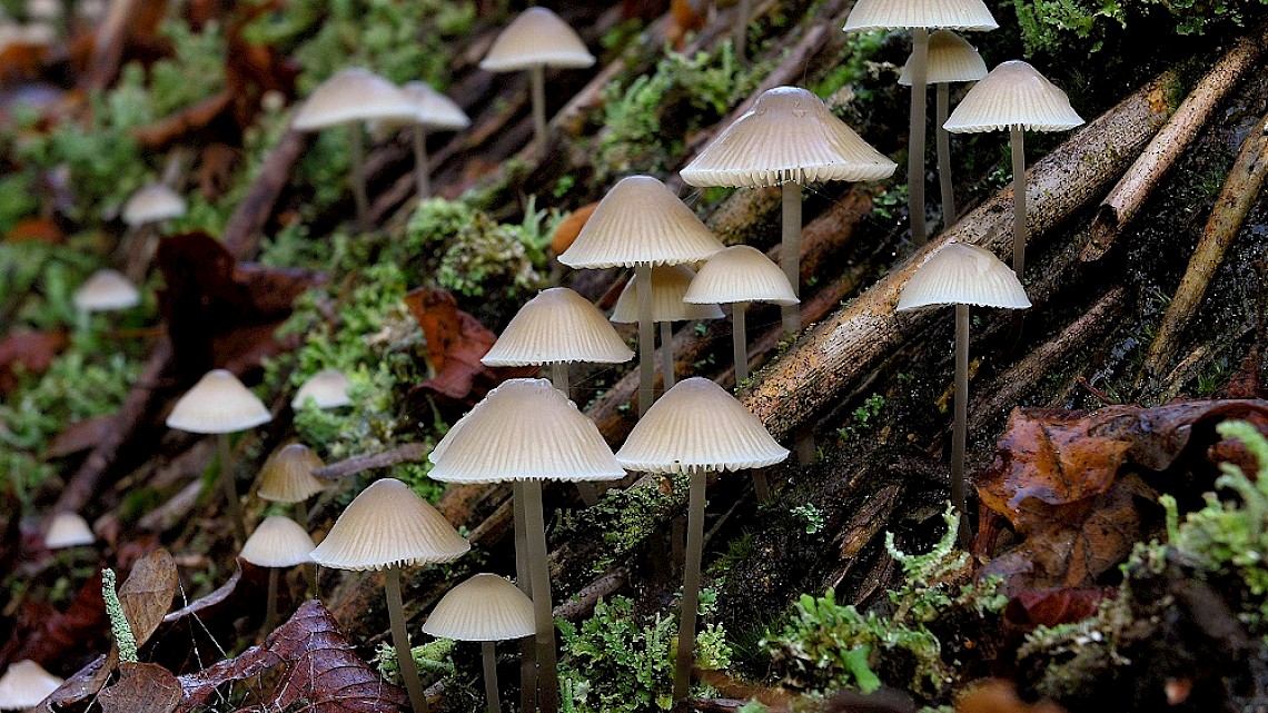Paddenstoelen in het Asserbos - Naober Magazine