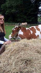 De koetjes genieten van het stro (geüpload door Marianne Steenbergen)