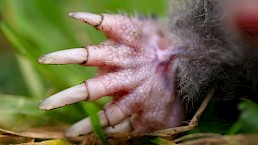Waar leeft de mol? - Naober Magazine