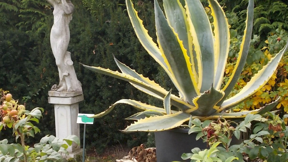 De Hof van Eigen-aardigheden is weer open