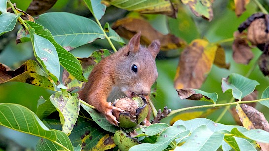 Eekhoorn, foto Michiel Schaap