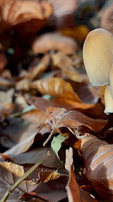 Herfst (geüpload door Nyne)