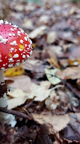 Herfst in t bos (geüpload door SAARTJE)