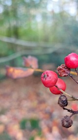 Herfst in t bos (geüpload door Saartje)