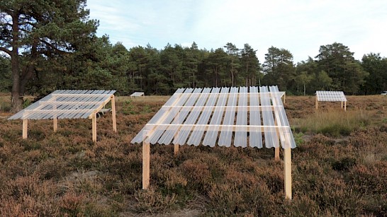 drogte op de Veluwe. Foto: Mariana Gliesch Silva